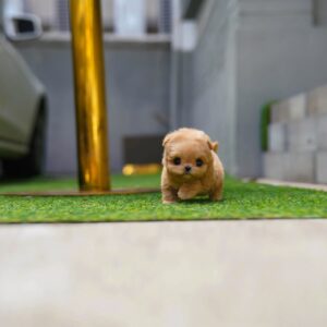 Maltipoo Puppy  ( Lucy)