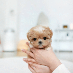 Maltipoo Puppy  ( Milo)