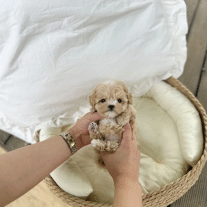 Maltipoo Puppy  ( Morgan)