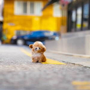 Maltipoo Puppy  ( Charlie)