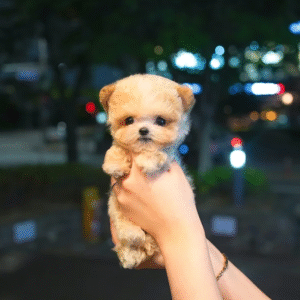 Maltipoo Puppy  ( Nolan)