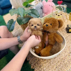 Maltipoo Puppy  ( Ginger)