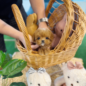 Maltipoo Puppy  ( Layla)