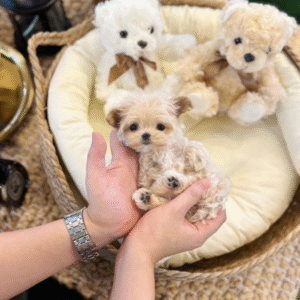 Maltipoo Puppy  ( Winnie)