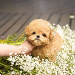 Maltipoo Puppy  ( Miss Lux)
