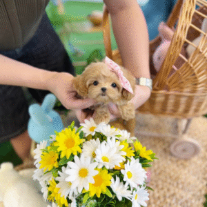 Maltipoo Puppy  ( Henry)