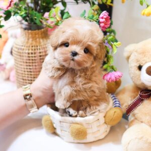 Maltipoo Puppy ( FANNY) SOLD