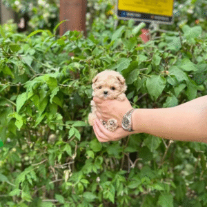 Maltipoo Puppy  ( Jessie)
