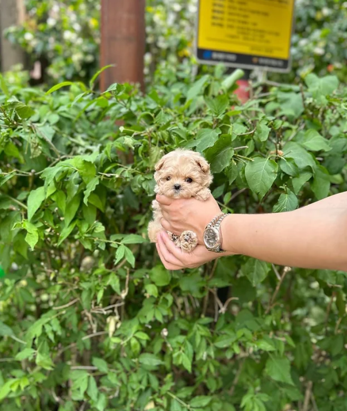 Maltipoo Puppy ( Jessie)