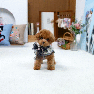 Maltipoo Puppy  ( Miss Sadie)