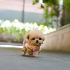 Maltipoo Puppy  ( Rocky)