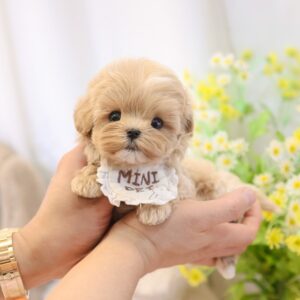 Maltipoo Puppy ( NANA) SOLD