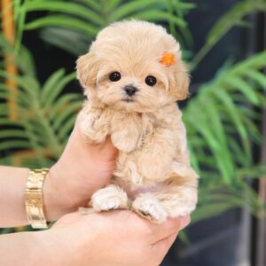 Maltipoo Puppy ( LILI) SOLD