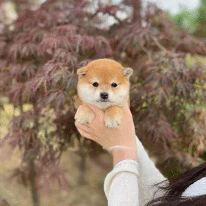 Shiba Inu Puppy  ( Sophie )