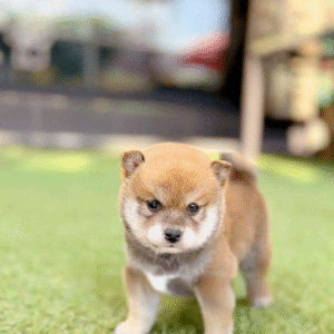 Shiba Inu Puppy  ( Buddy )