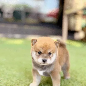 Shiba Inu Puppy  ( Buddy )