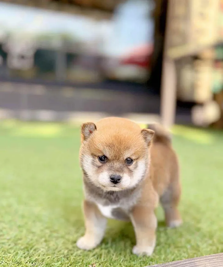 Shiba Inu Puppy  ( Buddy )