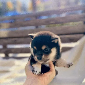 Shiba Inu Puppy  ( Chloe )