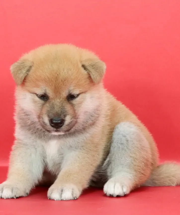 Shiba Inu Puppy  ( Gracie )