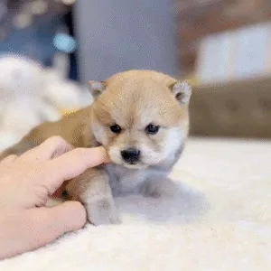 Shiba Inu Puppy  ( Harley)