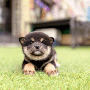 Shiba Inu Puppy  ( Kobe )