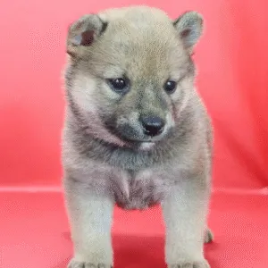 Shiba Inu Puppy  ( Maya )