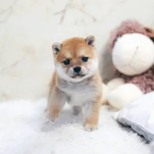Shiba Inu Puppy  ( Princess )