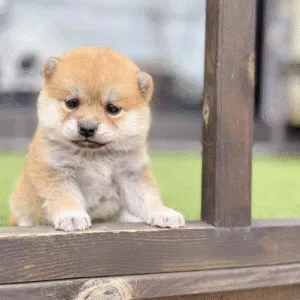 Shiba Inu Puppy  ( Rosie )