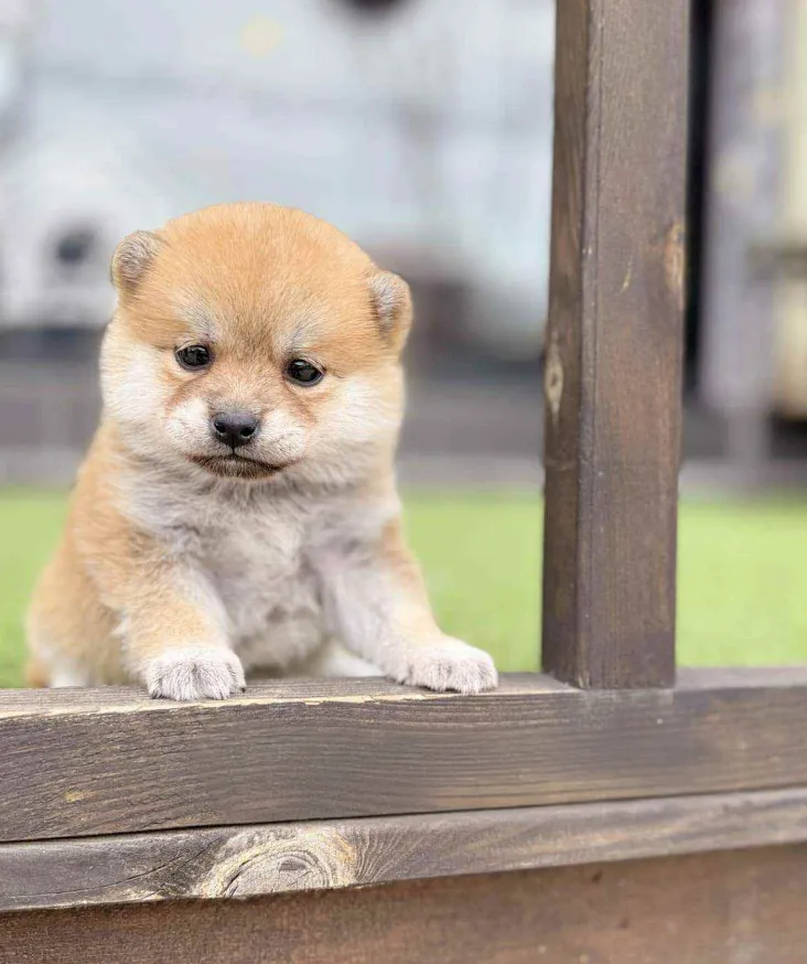 Shiba Inu Puppy  ( Rosie )