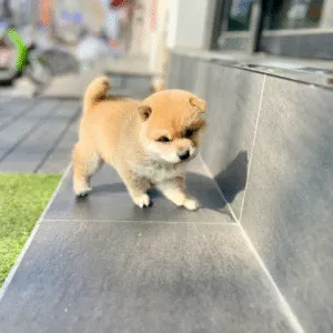 Shiba Inu Puppy  ( Ace )